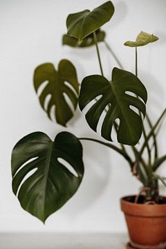 Plant | Bothanische print van Linn Fotografie