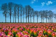 Tulpenveld in de polder, Nederland van Rietje Bulthuis thumbnail