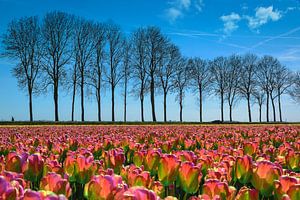 Tulpenfeld im Polder, Niederlande