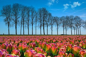 Tulpenveld in de polder, Nederland van Rietje Bulthuis