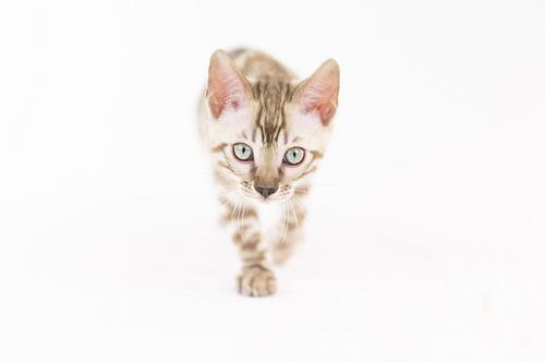 Bengali kitten