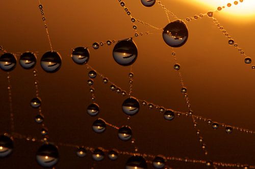 drops at sunrise - pearls in the polder