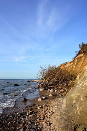 An der Steilküste sur Ostsee Bilder