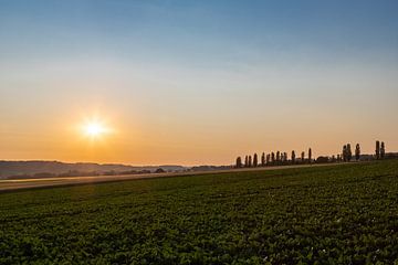 Sunrise with a beautiful view of the typical Italian poplars by Kim Willems