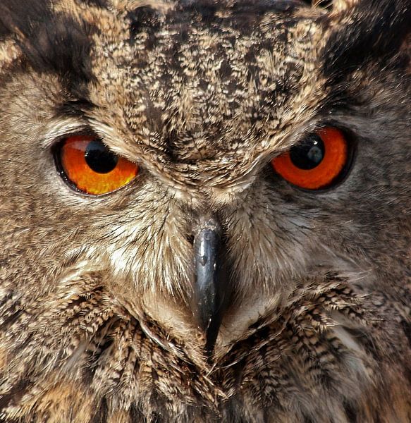 Eagle-owl by Annie Middeldorp