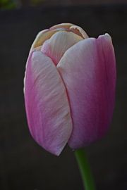 Pink tulip by Daphne van der straaten