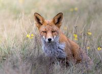 Fuchs in den Dünen