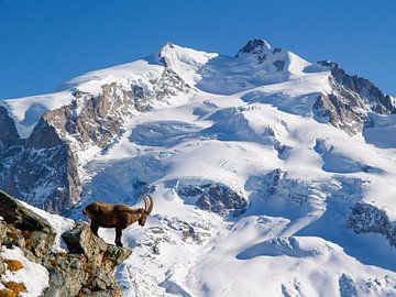 Steinbock im Monte Rosa Massiv oberhalb von Zermatt