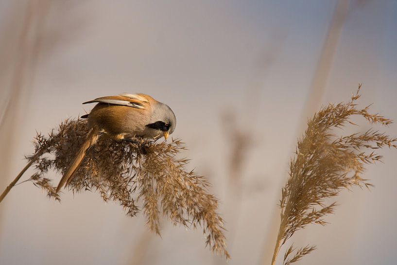 Baardmannetje man eet rietzaden van Arien Linge