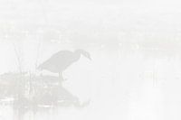 Canada goose silhouette