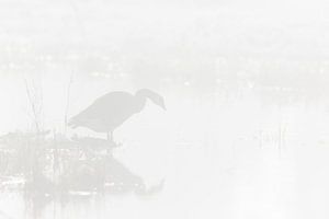 Canada goose silhouette