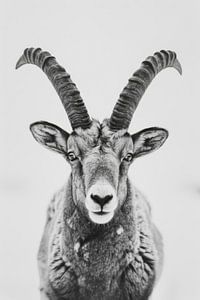 Steinbock