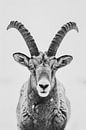Steinbock von Poster Art Shop Miniaturansicht