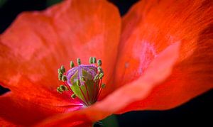 Boîte à graines d'un coquelicot sur Rietje Bulthuis