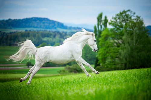 Paard in actie bij de bergen