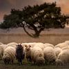 Dwingelderveld sheep flock by Ton Drijfhamer