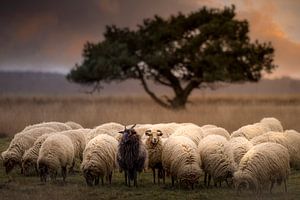 Troupeau de moutons Dwingelderveld sur Ton Drijfhamer