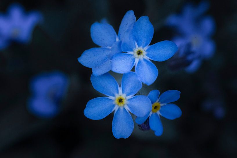 Forget-me-nots Dark Atmosphere by Zwoele Plaatjes