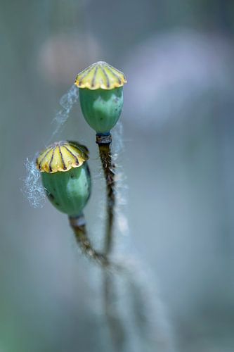 Two of a kind... Seed pods of the Poppy. by Ellen Driesse