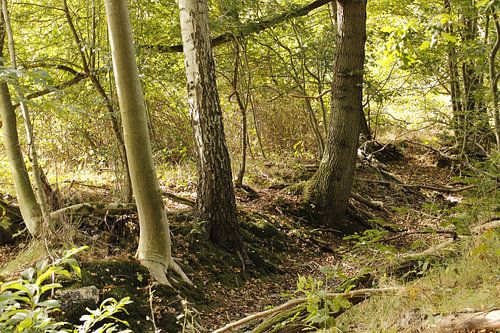 sunshine in the forest