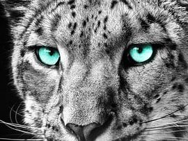 Schneeleopard III von Photo Art SD