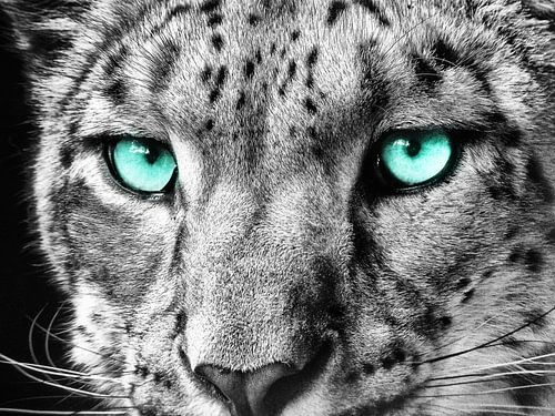 Léopard des neiges III