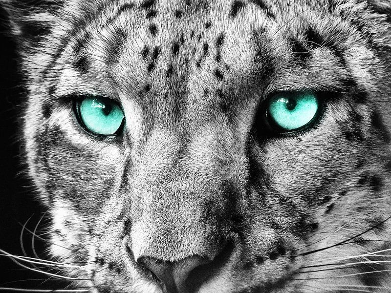 Schneeleopard III von Photo Art SD