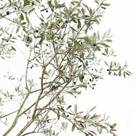 De olijfboom | Italië | Groen | Natuur  | Botanische foto van Mirjam Broekhof