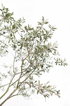 De olijfboom | Italië | Groen | Natuur  | Botanische foto