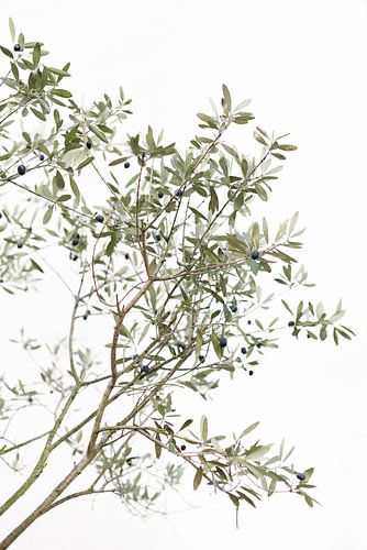 Der Olivenbaum | Italien | Grün | Natur | Botanisches Foto