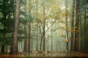 Misty Woodland VI van Kees van Dongen