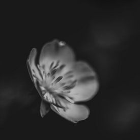 Butterblume in Schwarz-Weiß von Elke van Putten