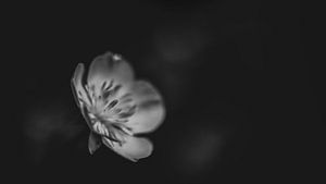 Boterbloem in zwartwit