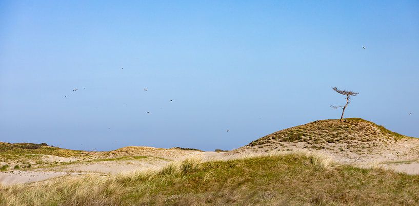 Hilly dune area in Westenschouwen by Percy's fotografie