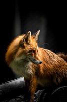 Renard roux