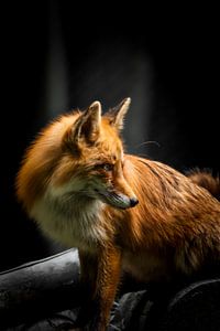 Rotfuchs