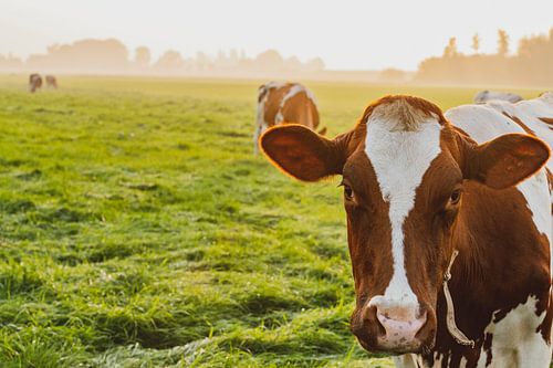 Koeien in een weiland tijdens een mistige zonsopgang