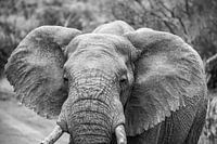 Éléphant