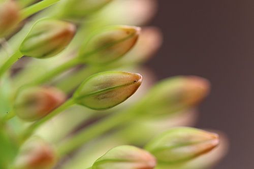 Gros plan sur des boutons de fleurs