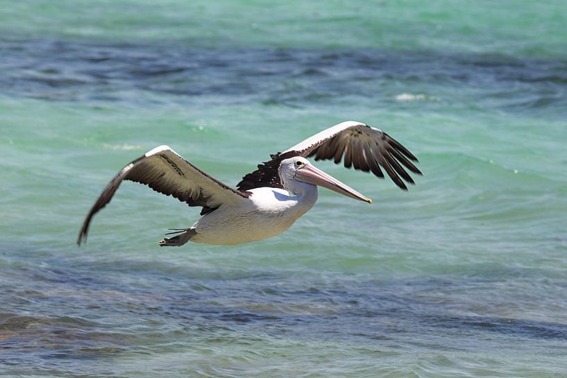 Spectacled Pelican (Pelecanus conspicillatus) by Dirk Rüter