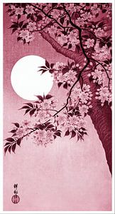 Blühende Kirschblüten im Mondlicht in warmem Rot (Ohara Koson)