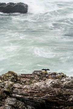Vogel Kormoran auf Klippe über der wilden See