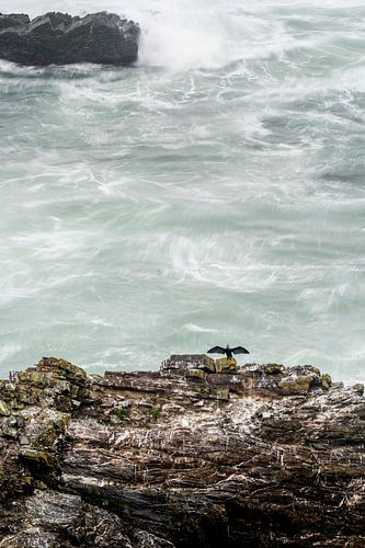 Vogel aalscholver op Klif boven Woeste Zee