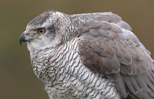 Havik (Accipiter gentilis)