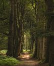 The ancient giants by Moetwil en van Dijk - Fotografie thumbnail