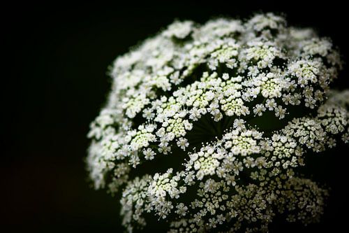 Universen