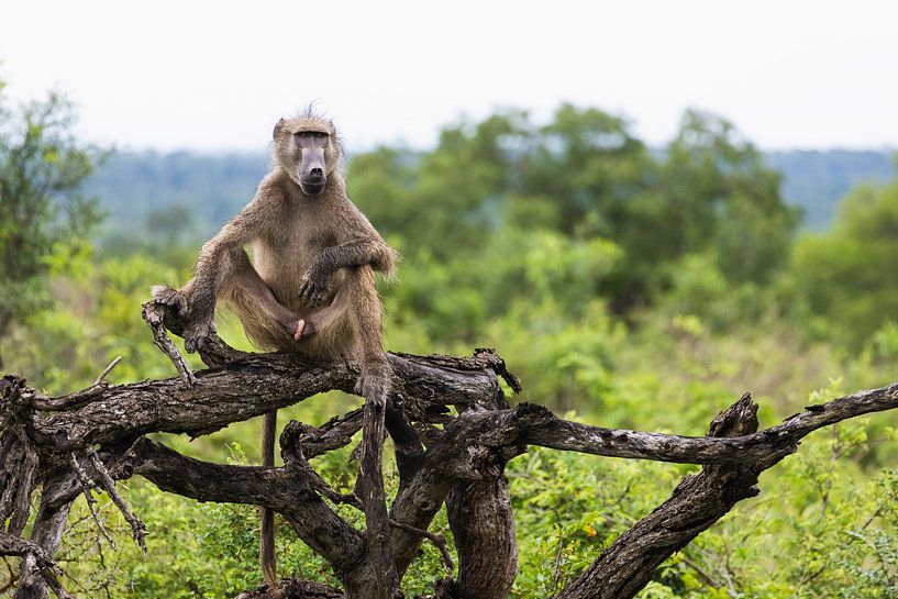 Le BaBoonnn par Nicoline Hoeve