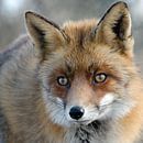 portret van een vos van Petra Vastenburg thumbnail