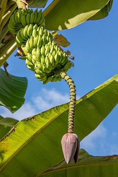 Banana"Tree" by t.ART