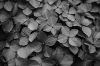 Black and white close-up hydrangea
